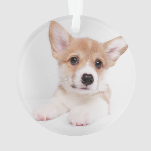 Niedliche Kleintiere | Sweet Baby Corgi Ornament (Rückseite)