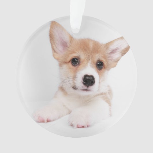 Niedliche Kleintiere | Sweet Baby Corgi Ornament (Vorderseite)