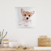 Niedliche Kleintiere | Sweet Baby Corgi Poster (Küche)