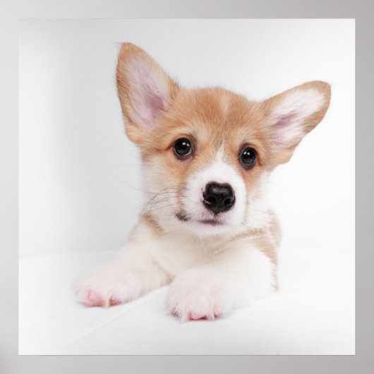 Niedliche Kleintiere | Sweet Baby Corgi Poster (Vorne)