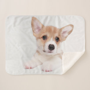 Niedliche Kleintiere   Sweet Baby Corgi Sherpadecke