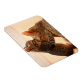 Niedliche Kleintiere | Tabby Kitten Kiss Magnet (Rechte Seite)