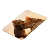 Niedliche Kleintiere | Tabby Kitten Kiss Magnet (Linke Seite)