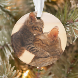 Niedliche Kleintiere Tabby Kitten Kiss Ornament