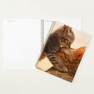 Niedliche Kleintiere Tabby Kitten Kiss Planer