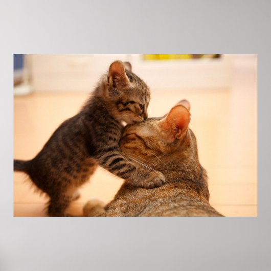 Niedliche Kleintiere | Tabby Kitten Kiss Poster (Vorne)