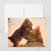 Niedliche Kleintiere | Tabby Kitten Kiss Postkarte (Vorne/Hinten)