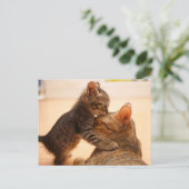 Niedliche Kleintiere | Tabby Kitten Kiss Postkarte (Stehend Vorderseite)
