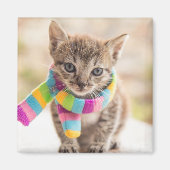 Niedliche Kleintiere | Tabby Kitten Rainbow Scarf Magnet (Vorne)