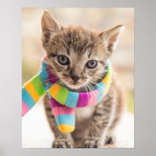 Niedliche Kleintiere   Tabby Kitten Rainbow Scarf Poster