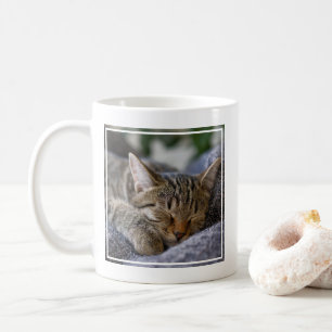 Niedliche Kleintiere   Tabby Kitten Schlafen Kaffeetasse