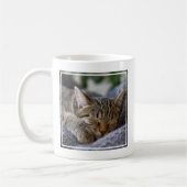 Niedliche Kleintiere | Tabby Kitten Schlafen Kaffeetasse (Links)