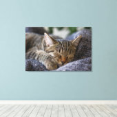 Niedliche Kleintiere | Tabby Kitten Schlafen Leinwanddruck (Insitu (Holzboden))