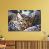 Niedliche Kleintiere | Tabby Kitten Schlafen Leinwanddruck (Insitu (Wohnzimmer))