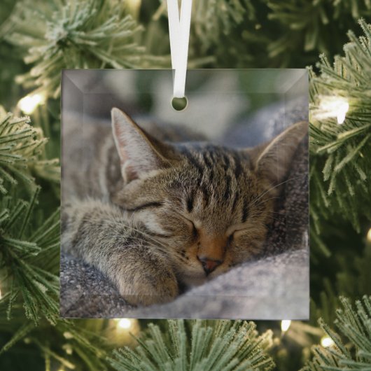 Niedliche Kleintiere | Tabby Kitten Schlafen Ornament Aus Glas (Insitu)