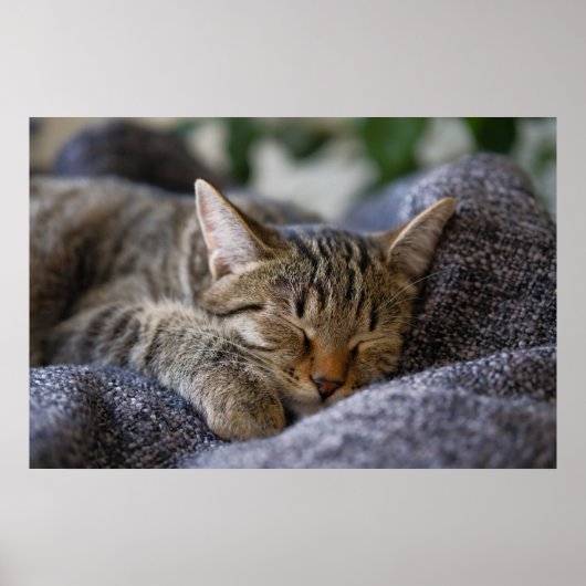 Niedliche Kleintiere | Tabby Kitten Schlafen Poster (Vorne)