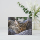 Niedliche Kleintiere | Tabby Kitten Schlafen Postkarte (Stehend Vorderseite)