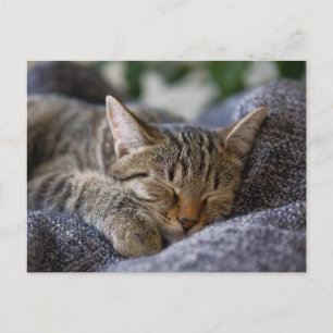 Niedliche Kleintiere   Tabby Kitten Schlafen Postkarte