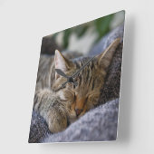 Niedliche Kleintiere | Tabby Kitten Schlafen Quadratische Wanduhr (Winkel)