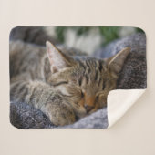 Niedliche Kleintiere | Tabby Kitten Schlafen Sherpadecke (Vorderseite (Horizontal))