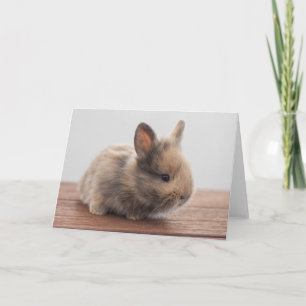 Niedliche Kleintiere   Tiny Baby Bunny Karte