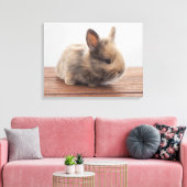 Niedliche Kleintiere | Tiny Baby Bunny Leinwanddruck (Insitu (Wohnzimmer))