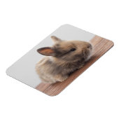 Niedliche Kleintiere | Tiny Baby Bunny Magnet (Linke Seite)