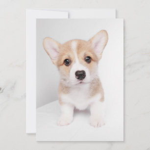 Niedliche Kleintiere Tiny Corgi Dankeskarte