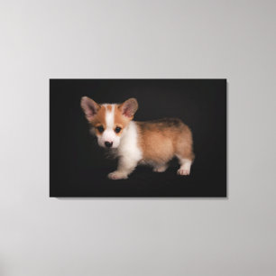 Niedliche Kleintiere   Tiny Corgi Leinwanddruck