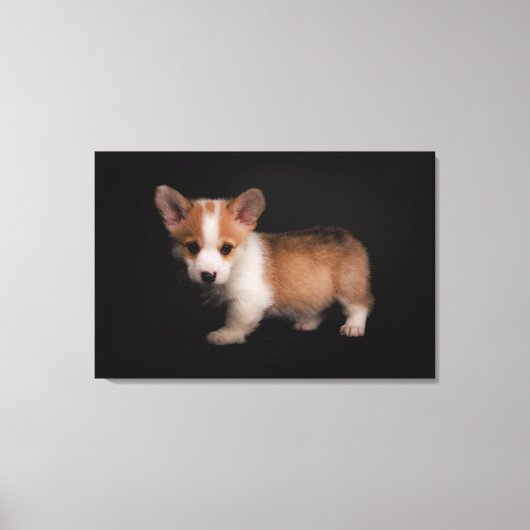 Niedliche Kleintiere | Tiny Corgi Leinwanddruck (Vorderseite)