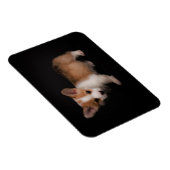 Niedliche Kleintiere | Tiny Corgi Magnet (Rechte Seite)