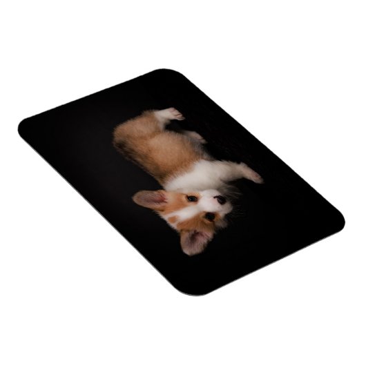Niedliche Kleintiere | Tiny Corgi Magnet (Rechte Seite)