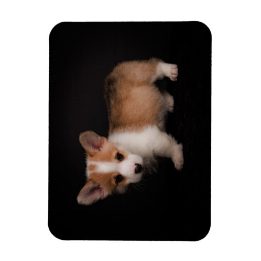Niedliche Kleintiere | Tiny Corgi Magnet (Vertikal)