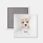 Niedliche Kleintiere | Tiny Corgi Magnet (Vorderseite/Rückseite)