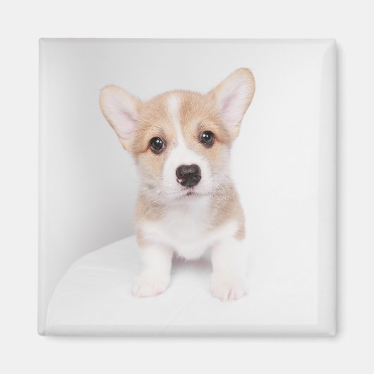 Niedliche Kleintiere | Tiny Corgi Magnet (Vorne)
