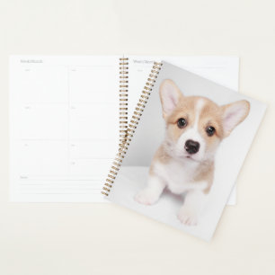 Niedliche Kleintiere   Tiny Corgi Planer