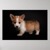 Niedliche Kleintiere | Tiny Corgi Poster (Vorne)