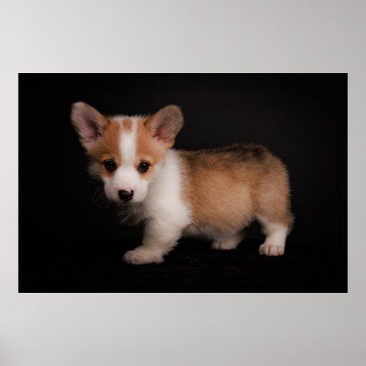 Niedliche Kleintiere | Tiny Corgi Poster (Vorne)