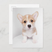 Niedliche Kleintiere | Tiny Corgi Postkarte (Vorne/Hinten)