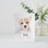 Niedliche Kleintiere | Tiny Corgi Postkarte (Stehend Vorderseite)