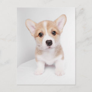Niedliche Kleintiere   Tiny Corgi Postkarte