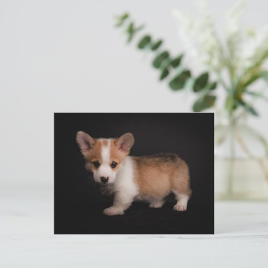 Niedliche Kleintiere | Tiny Corgi Postkarte (Stehend Vorderseite)