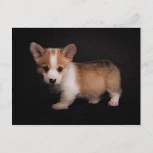 Niedliche Kleintiere   Tiny Corgi Postkarte
