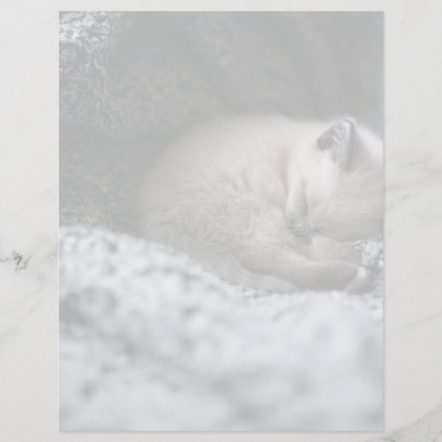 Niedliche Kleintiere | Tiny Kitten Schlafen (Vorderseite)