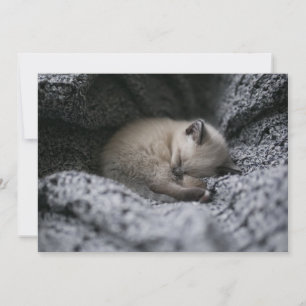 Niedliche Kleintiere Tiny Kitten Schlafen Dankeskarte