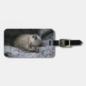 Niedliche Kleintiere | Tiny Kitten Schlafen Gepäckanhänger (Vorderseite horizontal)