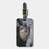 Niedliche Kleintiere | Tiny Kitten Schlafen Gepäckanhänger (Vorderseite vertikal)