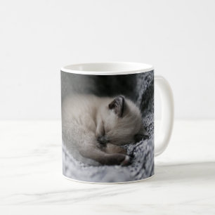 Niedliche Kleintiere   Tiny Kitten Schlafen Kaffeetasse