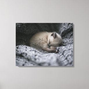 Niedliche Kleintiere   Tiny Kitten Schlafen Leinwanddruck
