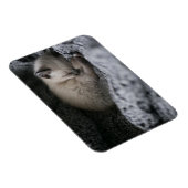 Niedliche Kleintiere | Tiny Kitten Schlafen Magnet (Rechte Seite)